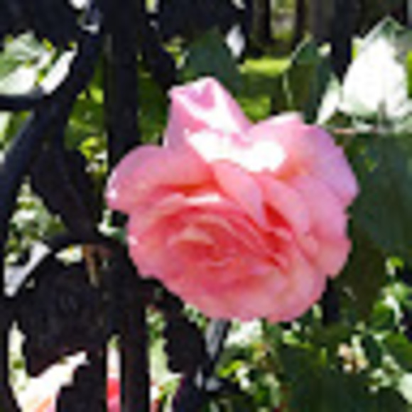 Meet your Posher, Talisa - Picture 1 of 1